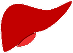 Liver Icon